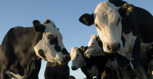 Dairy sector well placed to take advantage of technology revolution